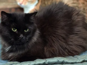 National Black Cat Appreciation Day: When Is It and How Is It Celebrated?