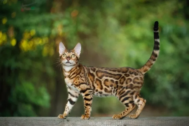Caring For a 1-Year-Old Cat: Vet-Reviewed Health & Wellness Tips