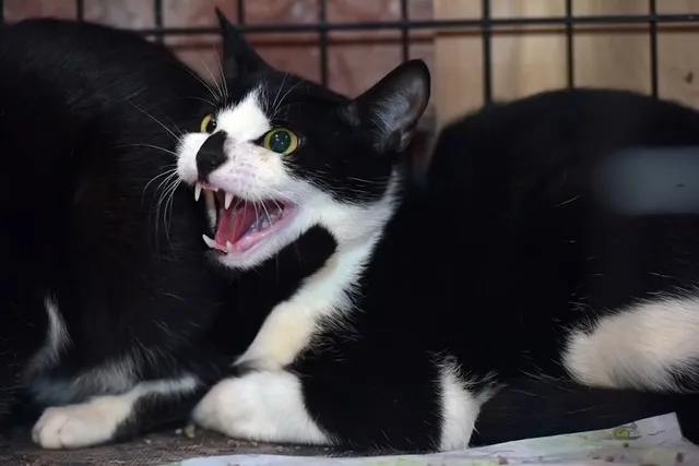 Rabies in Cats: Our Vet Explains the Causes, Signs & Treatment
