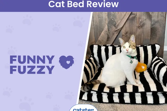 Funny Fuzzy Cat Sofa Bed Review 2026: Our Expert’s Opinion