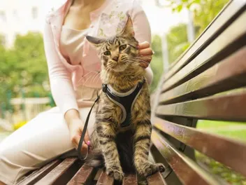 Are Emotional Support Vests Necessary for Cats? Vet-Verified Recommendations & FAQ