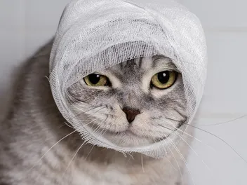 6 Natural Home Remedies to Treat a Cat Wound (With Pictures)