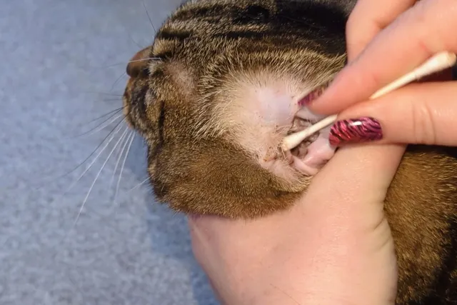 How to Clean Your Cat's Ears: Dr. Karyn's Tips (with Video)