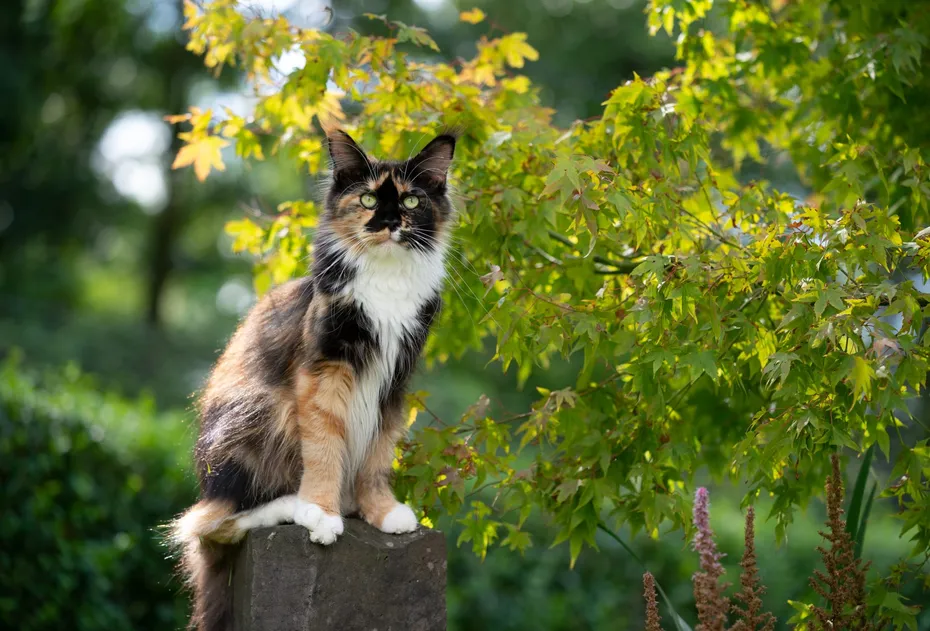 beautiful calico tricolor maine coon cat outdoors in green garden sitting on stone pillar looking at camera