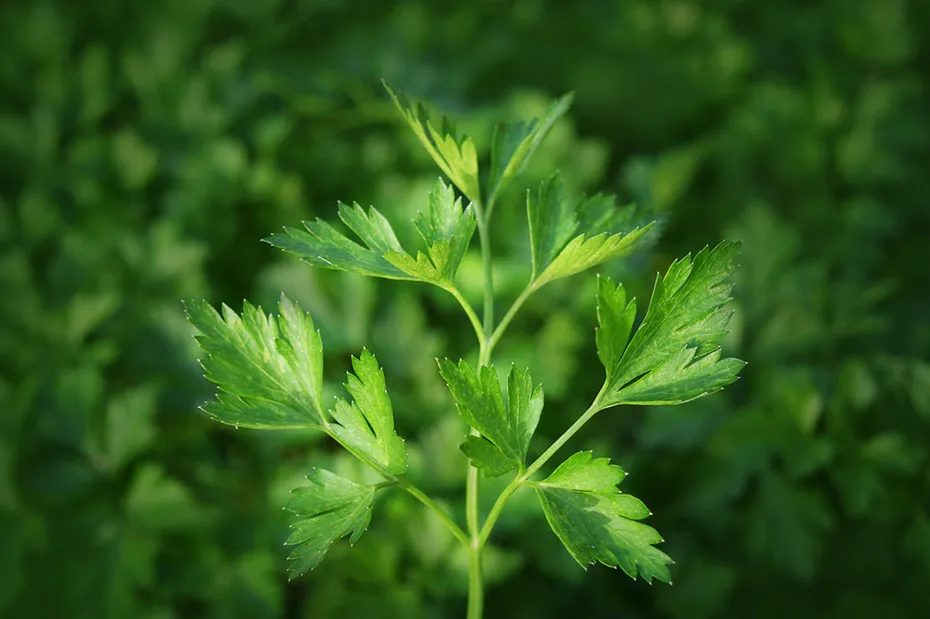 close up a piece of parsley