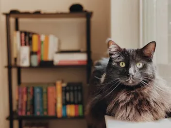 Why Does Your Cat Sit on Things You Are Using? 4 Vet-Reviewed Reasons