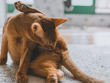 Do Cats Masturbate? Feline Behavior Explained