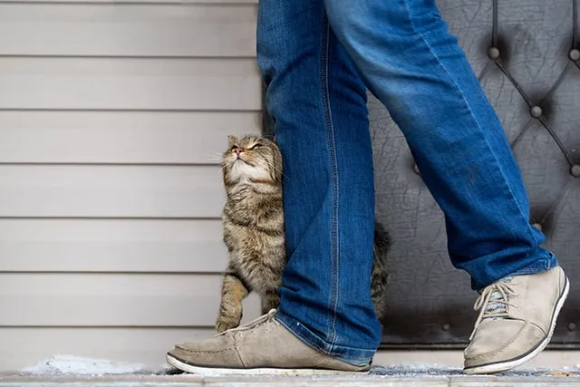 Disaster Preparedness for Cats: 12 Vet-Approved Steps to Take