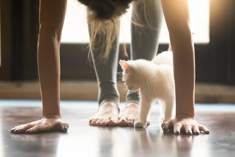 Yoga fitness with funny pet concept