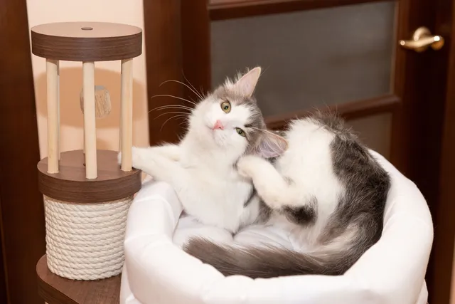 How to Tell If a Cat Is Allergic to Food: Vet-Approved Diagnosis Methods & Treatments