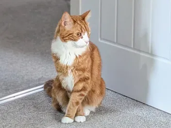 Cute Kitty Quirks: Alex and His Happy Feet