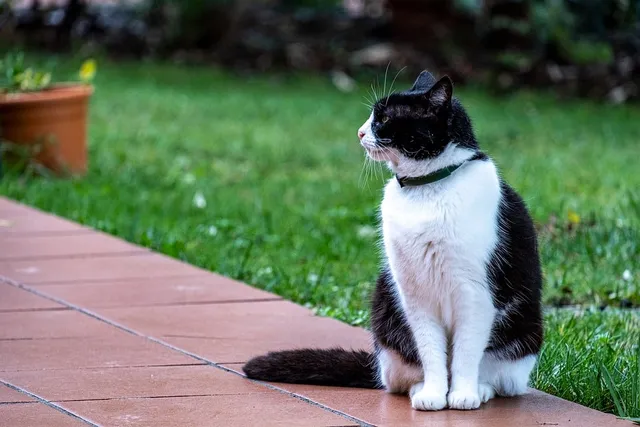 Cat Shock Collars: How They Work, Safety Advice & Alternatives (Vet-Reviewed)