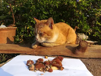 Why Is My Cat Suddenly a Picky Eater? 7 Vet-Reviewed Reasons