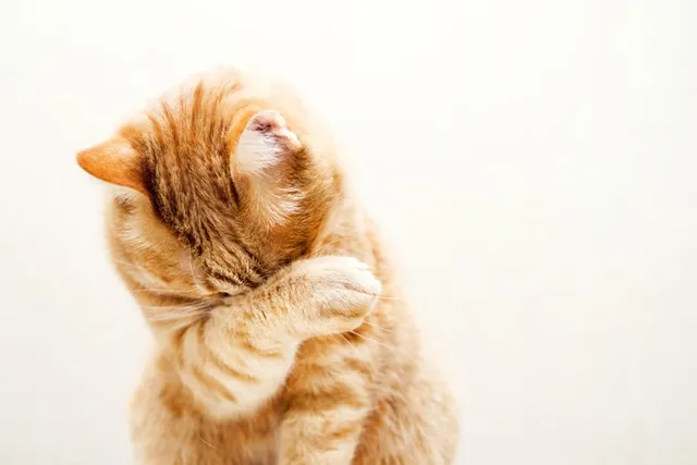 6 Most Common Eye Problems in Cats (Vet Answers)