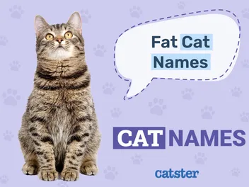 205 Fat Cat Names: Great Ideas for Your Giant Cat