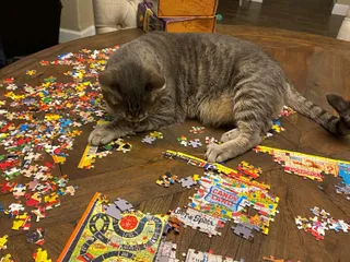 Redefining Physics With The Laws of Thermo-CAT-namics