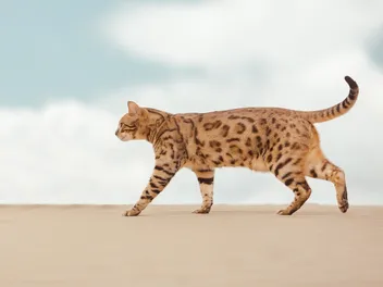 Savannah Cat Breed: Info, Pictures, Temperament & More