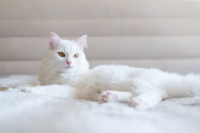 Are White Cats Deaf? Genetic Explanations for Deafness (Vet-Approved)