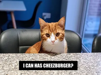 The Meme-ing of Life: Dr Karyn's Cats Recreate Their Favorite Memes