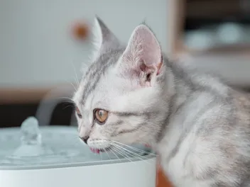 11 Best Cat Water Fountains in 2026 - Reviews & Top Picks