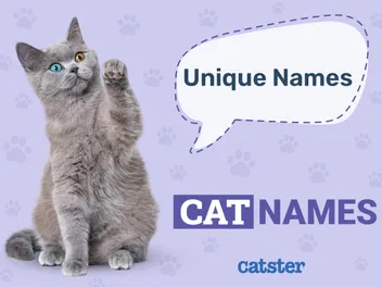 100+ Unique Cat Names: Ideas for Rare & Eclectic Kitties