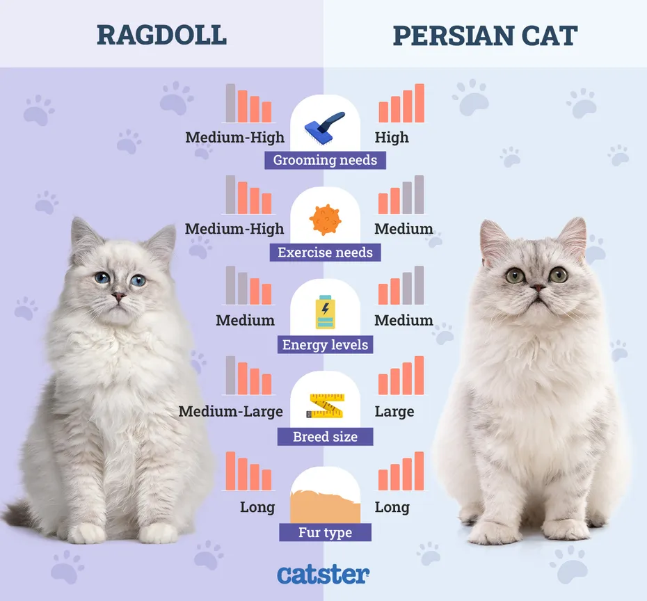 Catster_Side by Side Comparison Ragdoll vs Persian Cat