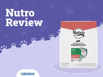 Nutro Cat Food Review of 2026: Recalls, Pros & Cons