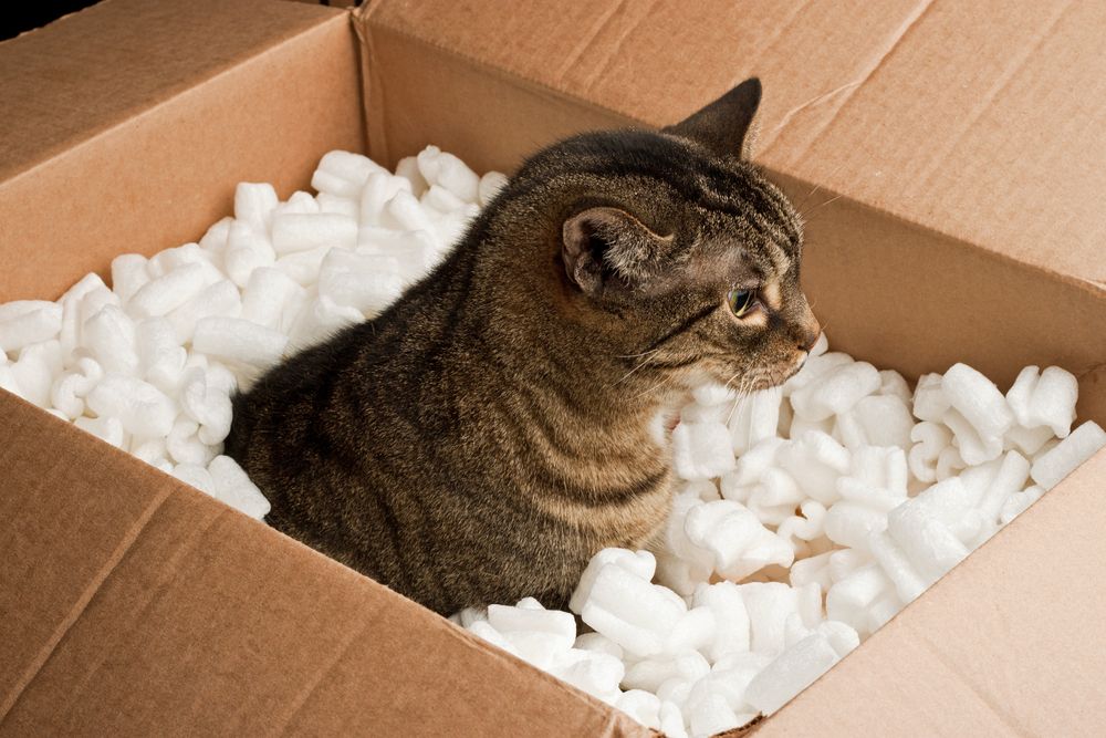 cat in cardboard box