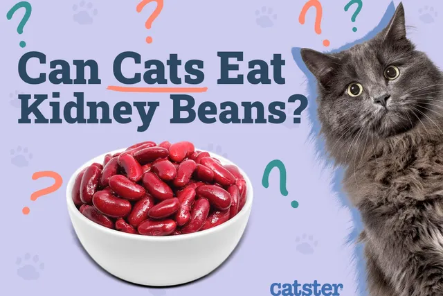 Can Cats Eat Kidney Beans? Vet-Reviewed Facts & Health Guidelines