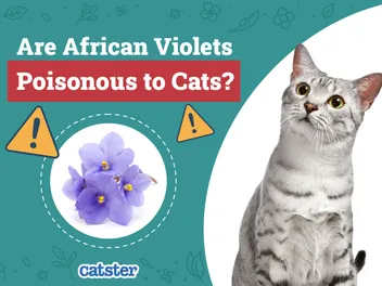 Are African Violets Poisonous to Cats? Vet-Reviewed Houseplant Safety Guide