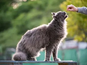 8 Different Types of Cat Treats: Vet-Approved Tips on How to Choose