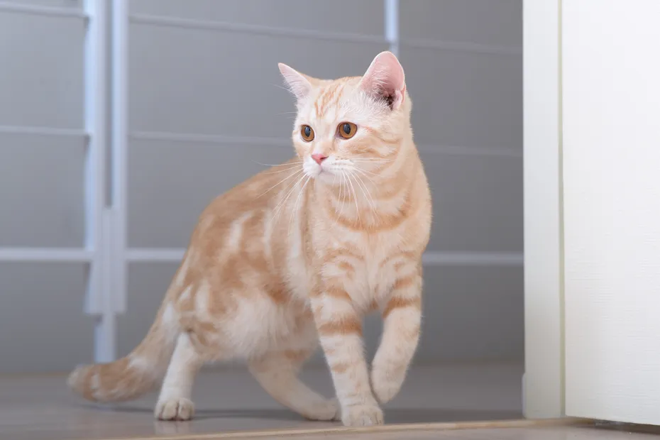 Orange American Shorthair cat