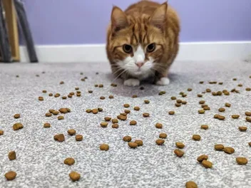Scatter Feeding Cats - Making Mealtimes More Interesting & Longer Lasting