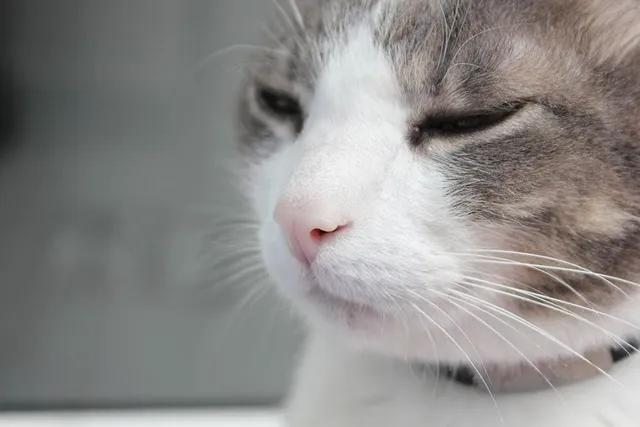 Cat Respiration Rate: How Fast Should My Cat Be Breathing?