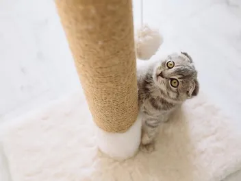 11 Best Tall Cat Scratching Posts In 2026 – Reviews & Top Picks
