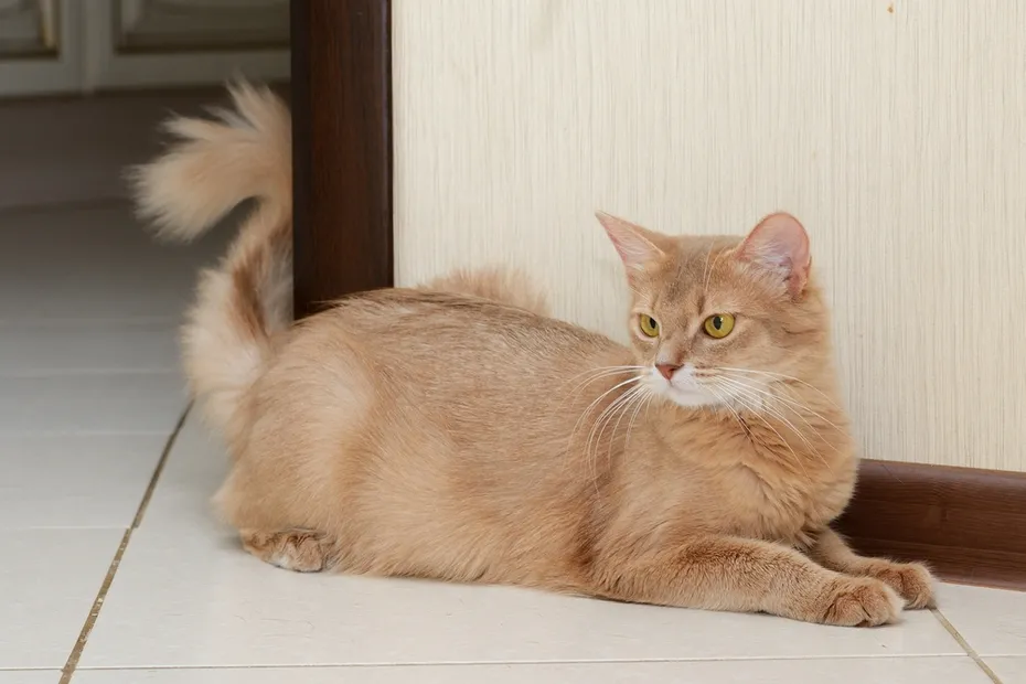 Somali-cat-indoors