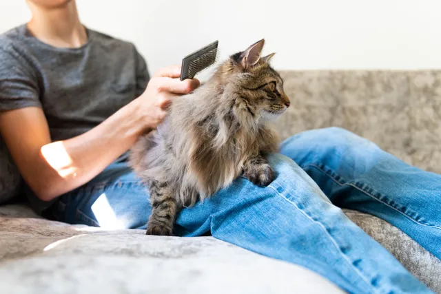10 Essential Cat Grooming Supplies To Get You Started