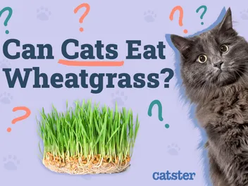 Can Cats Eat Wheatgrass? Vet-Reviewed Benefits & Facts
