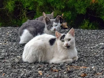 Is It True That All Stray Cats Have Fleas? Vet-Verified Facts & FAQ