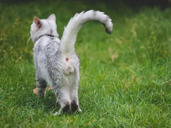 6 Interesting Facts About Cats' Testicles & Vet Approved Neutering Advice