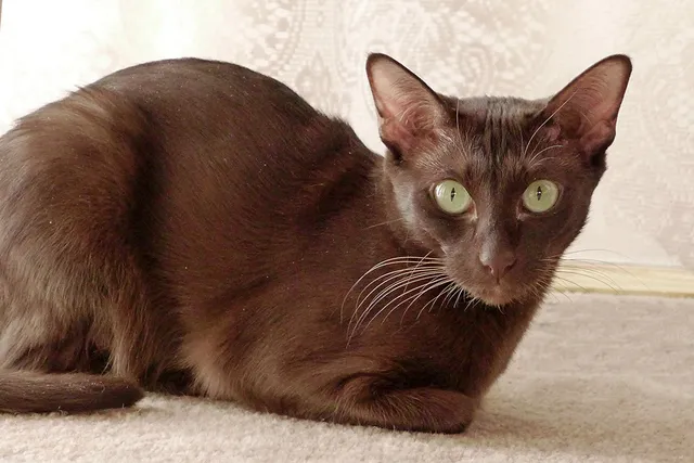 How Rare Are Brown Cats? Vet-Verified Cat Genetics