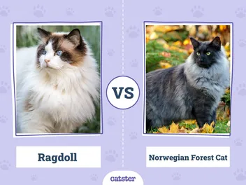 Ragdoll Cat vs. Norwegian Forest Cat: Main Differences (With Pictures, Vet-Reviewed)