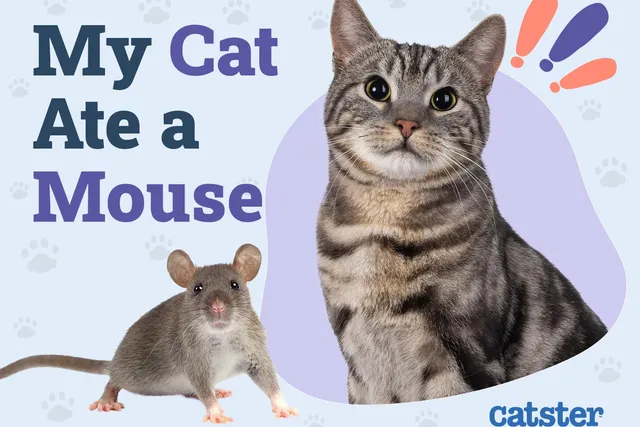 My Cat Ate a Mouse: Vet-Approved Dangers & Prevention