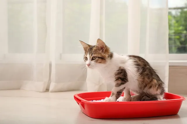 Pandora’s Syndrome in Cats: Causes, Signs & Treatment (Vet Answer)
