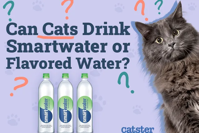 Can Cats Drink Smartwater or Flavored Water? Vet-Approved Nutritional Science & Advice
