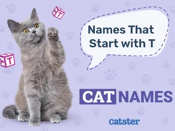 280+ Cat Names That Start With T for Your Furry Friend