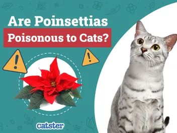 Are Poinsettias Poisonous to Cats? Vet-Approved Facts & FAQ