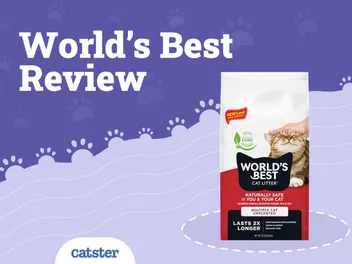 World’s Best Cat Litter Review of 2026: Recalls, Pros & Cons