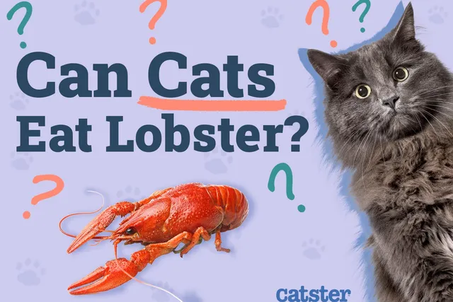 Can Cats Eat Lobster? Vet-Approved Diet Facts & FAQ