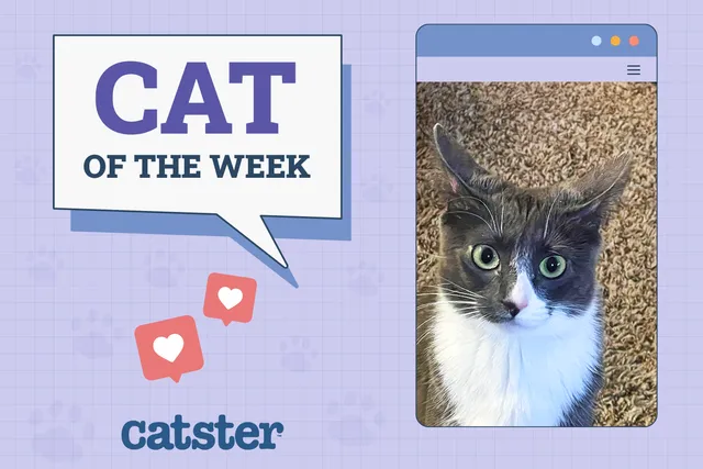 Catster Photo Contest: Cats of the Week Winners (November 27, 2025)